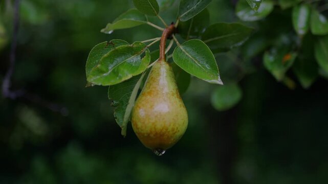 Close-up of a ripe pear hanging on a wet tree branch in a lush orchard. Fresh fruit, rain, organic farming, harvest, and natural growth.