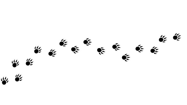 animal footprints on white and chromakey background, cat path, isolated simple flat style	