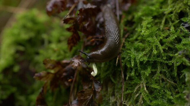 Large brown slug crawling on lush green moss in forest