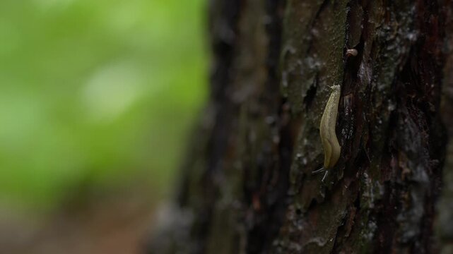 Close up of a gastropod moving vertically on rough pine bark