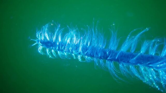 Bioluminescent blue marine worm swimming in deep green ocean water.