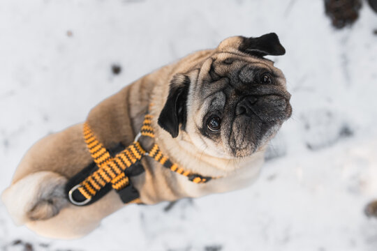 Top view of a cute fawn pug dog sitting on the snow and looking up at the camera.