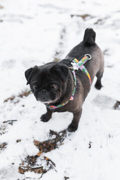 High angle view of a black pug dog standing on the white snow.
