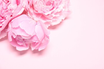Fototapeta premium Beautiful peony flowers on pink background, closeup. Space for text