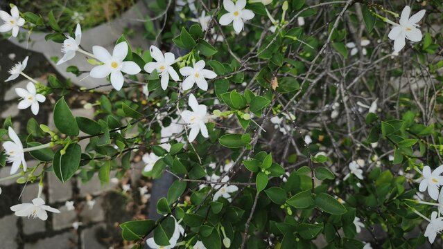 Close up and selective focus of Melati Crape or Tabernaemontana divaricata or commonly called pinwheel flower, crape jasmine