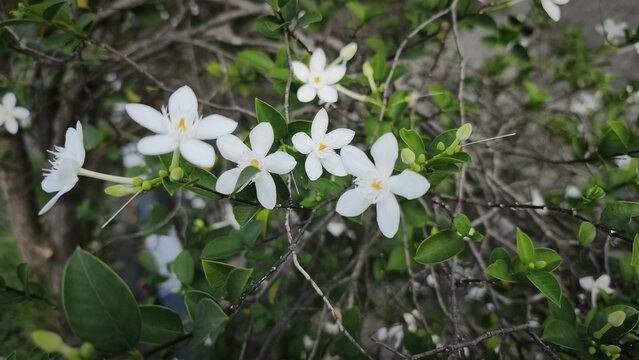 Close up and selective focus of Melati Crape or Tabernaemontana divaricata or commonly called pinwheel flower, crape jasmine