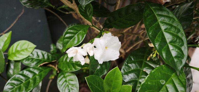 Close up and selective focus of Melati Crape or Tabernaemontana divaricata or commonly called pinwheel flower, crape jasmine