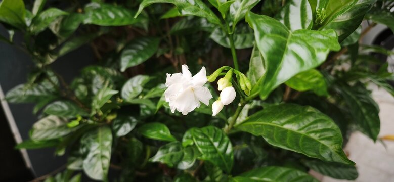 Close up and selective focus of Melati Crape or Tabernaemontana divaricata or commonly called pinwheel flower, crape jasmine