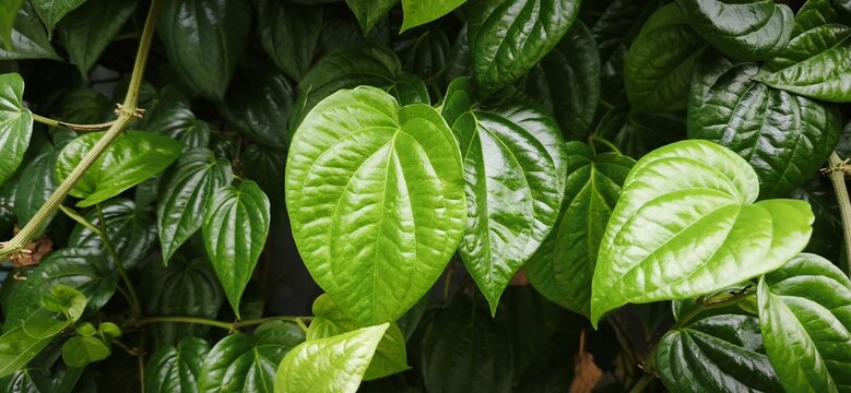 Close up of fresh green Betel leaves or Piper betle growing in the garden. Traditional herbal medicine and tropical plant foliage background.