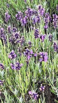 A bumblebee actively pollinates vibrant lavender flowers, surrounded by lush green foliage. The scene captures the essence of nature&rsquo;s cycle, emphasizing beauty and biodiversity.
