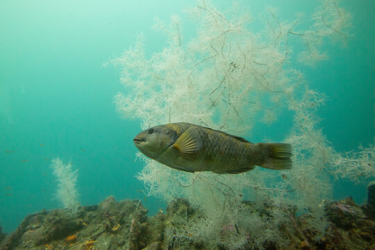 Banded Parrotfish - New Zealand