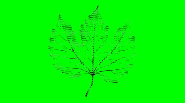 chroma key maple leaf autumn nature plant green screen footage foliage motion graphics isolated halftone animation assemble effect
