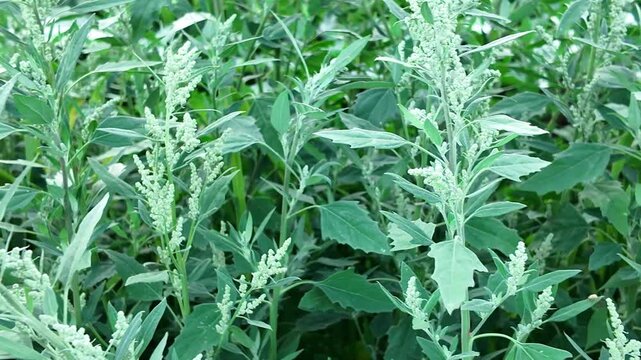 Common Lambsquarters Growing in an Overgrown Garden and Agricultural Field, Invasive Green Weed with Dense Foliage, Wild Plant Colonizing Untended Land, Natural Outdoor Close Up