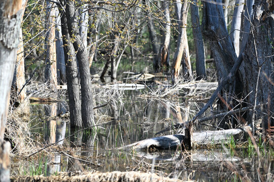 Water in the Woods