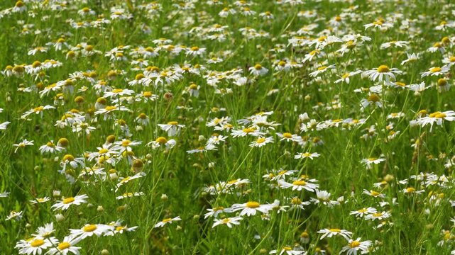 Chamomile. White daisy flowers. Gentle breeze flows through field of white daisies, natural summer background, 4k video
