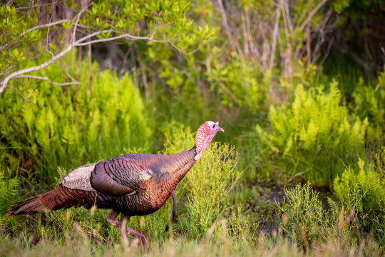 A mature adult male Wild Turkey at Assateague Island