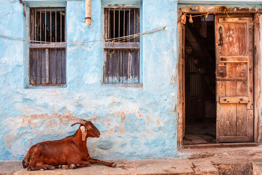 Brown goat resting in front of an old light blue house in Bhavnagar.