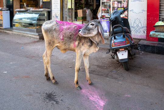 Calf stained with pink Gulal powder on a street during Holi in Jamnagar