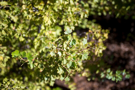 Currant shrub near the North Rim of the Grand Canyon, Arizona