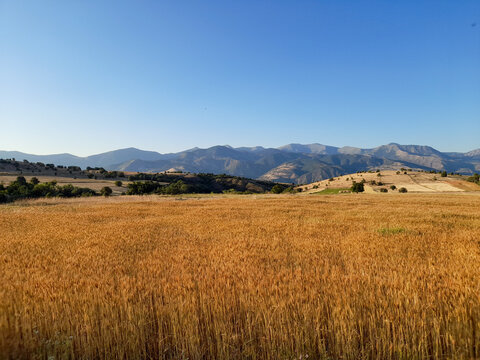 Golden wheat field and majestic mountains landscape in Koyulhisar, Sivas, Turkey.