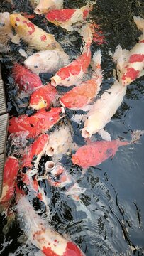 Beautiful colorful Koi Fish Swimming in Clear Pond when feeding