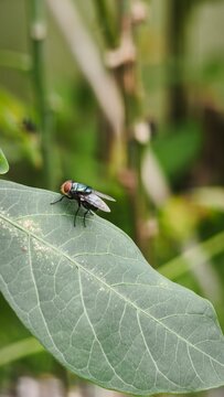 Close-up of Colony Green Fly Resting on wood trunk and leaf