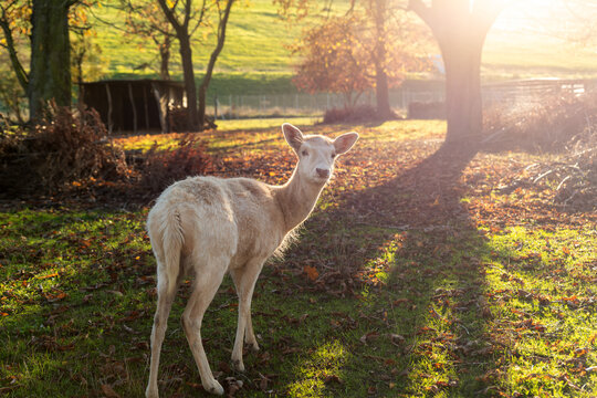 White young deer stands in warm sunset glow inside Magdeburg city park, surrounded by autumn leaves and green grass. Soft backlight, trees, shadows, and rural scenery create peaceful wildlife mood