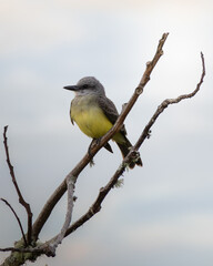 great tit on a branch © Camilo Peláez