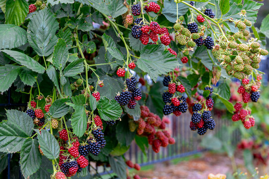 Selective focus of blackberries, Branches of unripe and ripe blackberry in the garden, Rubus is a large and diverse genus of flowering plants in the rose family, Rosaceae, Health benefits of berries.