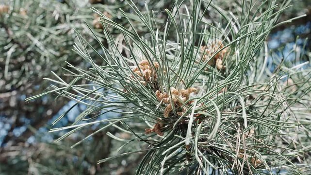 Pine tree branch. Needle of the coniferous tree. Pine pollen. Needle tree nature. Evergreen tree branch and cone. Xmas spruce. Green fir pine twig. Pine cone on branch with needle
