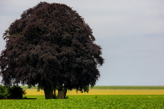 Summer landscape, Fields of sugar beet and barley (gerst) hordeum vulgare, Fagus sylvatica purpurea tree with dark purple leaves stand in the farm, Agriculture in countryside of Groningen, Netherlands
