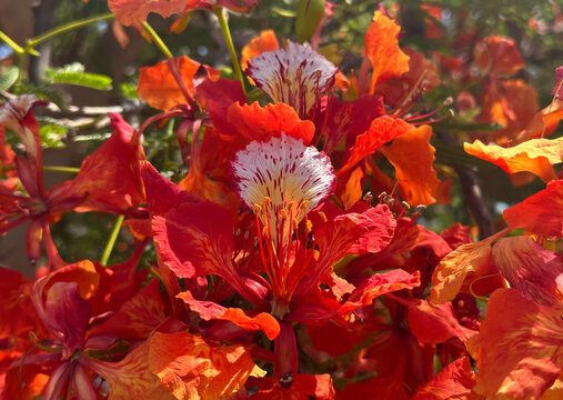 Blooming tree with red flowers Delonix regia. Native to Madagascar
