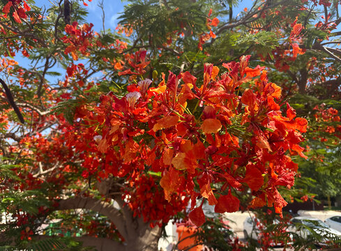 Blooming tree with red flowers Delonix regia. Native to Madagascar