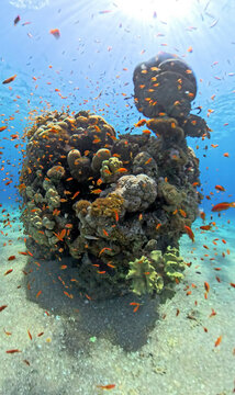 Coral reef in the Red Sea next to Eilat