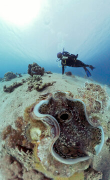 Diver swims underwater and sees Giant Clam (Tridacna genus)