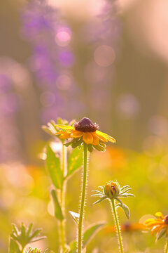 Beautiful Black-eyed Susan against purple Salvia flowers in early morning sun, backlit