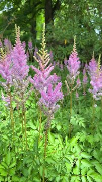 Beautiful pink astilbe flowers blooming in the garden with green leaves, vertical video