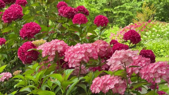 Beautiful rose hydrangea flowers blooming in garden