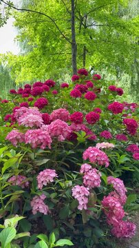 Beautiful pink red hydrangea flowers blooming,  vertical video