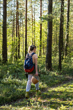 Gathering edibles in wild forest, active woman forager walking through woodlands with basket searching for food, female explorer picking up mushrooms and berries in woods, organic products hunting.