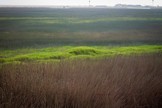 Wetland rushes at Ventanilla Wetlands, Peru