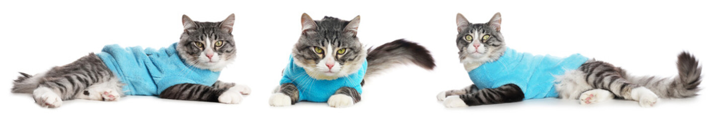 Cute cat in pet clothes on white background, collage © New Africa