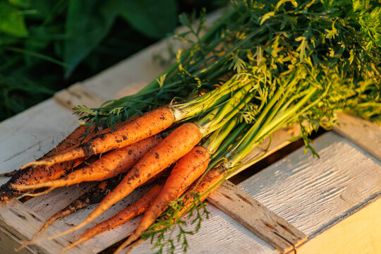 Freshly harvested organic young carrots on a wooden crate during golden hour.