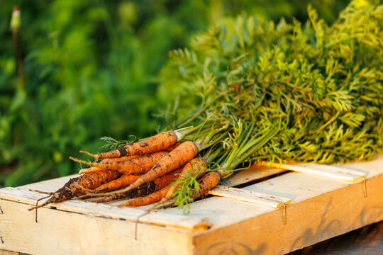 Freshly harvested young organic carrots with green tops on a wooden crate.