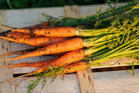 Bunch of freshly harvested organic dirty carrots on a wooden box at sunset.