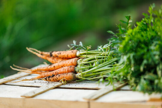 Freshly harvested raw organic young carrots with dirty soil on a wooden crate.