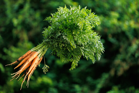 Freshly harvested bunch of young carrots with green leaves on nature background.