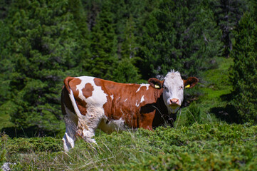 Naklejka premium Le verdi montagne in alpeggio