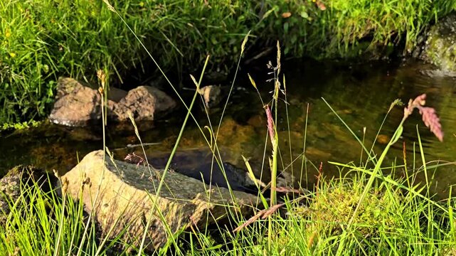 A small mountain stream among grass and stones. Norway, Alver. July