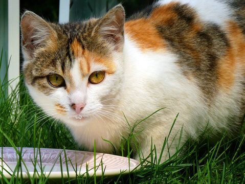 A calico cat with striking yellow eyes cautiously looks forward, with a small amount of milk on its chin. It is surrounded by lush green grass.